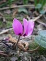 Cyclamen pseudibericum close-up flower