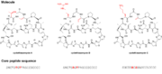 Cyclothiazomycin family