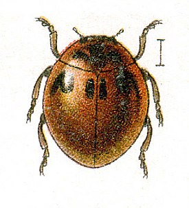 Cynegetis impunctata