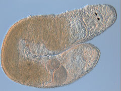 Dolichomacrostomum uniporum, un Dolichomacrostomidae