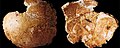 Parts of parietal bone from an adult Neanderthal