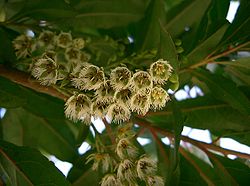 Elaeocarpus sylvestris