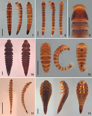 (7) Larva Z (8) Stenhelmoides Grouvelle (9) Stenhelmoides Grouvelle (10) Potamophilops Grouvelle (11) Elachistelmis Maier (12) Xenelmis Hinton (13) Stegoelmis Hinton