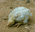 Same symptom in a broiler