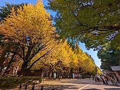 Hongo Campus on an autumn day
