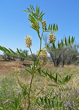 Glycyrrhiza lepidota. Ծաղկած բույսի ընդհանուր տեսքը