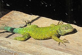 Sceloporus malachiticus (Phrynosomatidae)