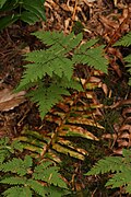 Fougère du Chêne (gymnocarpium dryopteris) [Note 6]