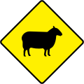 W 152 Sheep