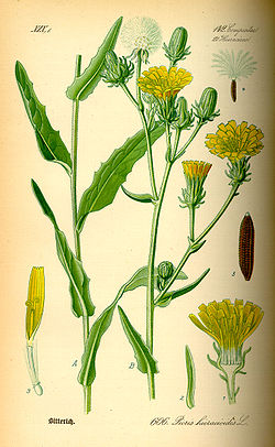 Keltanokitkerö (Picris hieracioides)