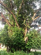 Indian rubber tree at the National Museum of Singapore