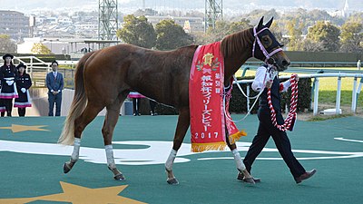 2017年冠军“Karakurenai”