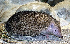 Lesser hedgehog tenrec in profile on sand