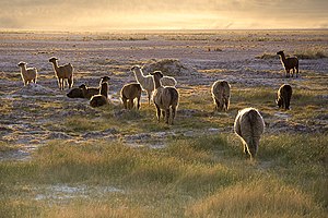 עדר למות מצויות בצ'ילה. בתחילה חשבו הכובשים הספרדים שמיני הלמה הן כבשים כלשהן. מאוחר יותר התגלה דמיון מורפולוגי רב לגמלים של העולם הישן.