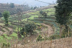 Terraces of Lapsiphedi