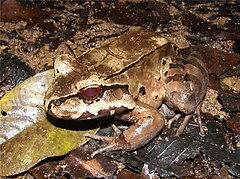 Description de l'image Leptodactylus pentadactylus.jpg.