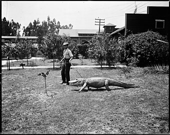 A man leading an alligator via leash