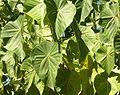 Vue de larges feuilles vertes de forme ovale