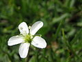 Minuartia sp. ?