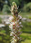 Close-up of flower spike