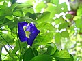 Clitoria ternatea, known as Neel Aporajita in Bangladesh