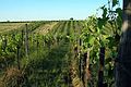 Rang de vignes à l'ouest du lac de Neusiedl, dans le Burgenland (Weingebiet Neusiedlersee-Hügelland), en Autriche.