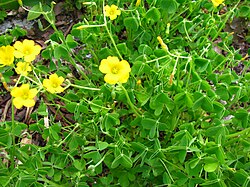 Oxalis stricta