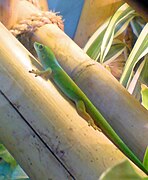 Phelsuma pasteuri