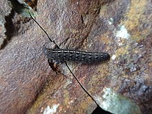 Parnassius stubbendorfi larvae