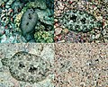 Image 6 Peacock flounder Photo: Mila Zinkova The Peacock flounder (Bothus mancus) is a species of lefteye flounder found widely in relatively shallow waters in the Indo-Pacific. This photomontage shows four separate views of the same fish, each several minutes apart, starting from the top left. Over the course of the photos, the fish changes its colors to match its new surroundings, and then finally (bottom right) buries itself in the sand, leaving only the eyes protruding. More selected pictures