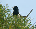 Pica pica mauretanica. La Pie bavarde (Pica pica) de Mauritanie.