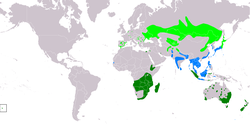 Distribución de Porzana pusilla      Área de cría.     Área de ocupación permanente.     Área de invernada.