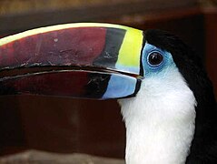 Ramphastos tucanus