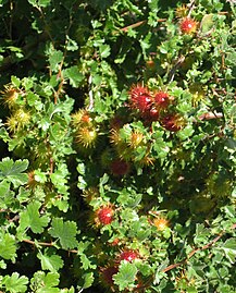 Spiny fruits