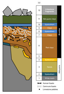 Stratigraphie de la Sima de los Huesos.