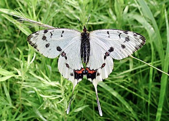 Самец Sericinus montela ssp. amurensis из Приморья