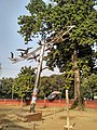 The sculpture " Shantir Paira" (means Dove of Peace ) in front of TSC of Dhaka University made by Sculptor Hamiduzzaman Khan. (Photo of November 2018)