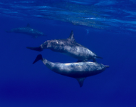 Spinner dolphins at Ras Samadai