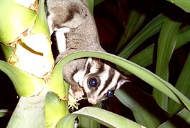 Сахарная сумчатая летяга (Petaurus breviceps)