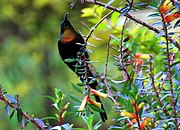 blackish sunbird with orangish throat