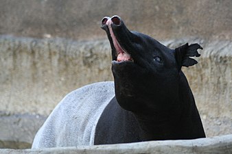 Adult Malayan tapir exhibiting the flehmen response