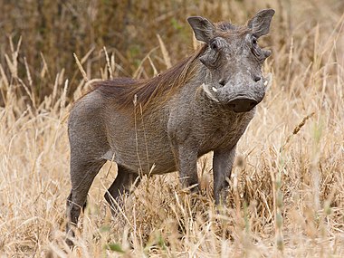 Warthog