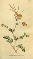 Illustration from The Botanical Magazine Vol. 5, 1792 (as Fumaria glauca)