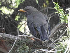 Description de l'image Turdus menachensis 160857823.jpg.