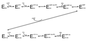 Figure 1. shows the sequence of how the ubiquitin activating enzyme attaches to ATP and the ubiquitin substrate. It also shows how two ubiquitin substrates can be bound at one time.[6]