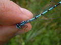 Coenagrion puella, mužjak