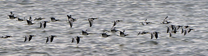 Autumn migration in Sweden