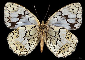 Melanargia larissa ♀ △