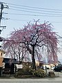 普門院の糸桜