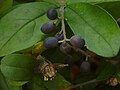 Ligustro deciduo japonés Ligustrum obtusifolium